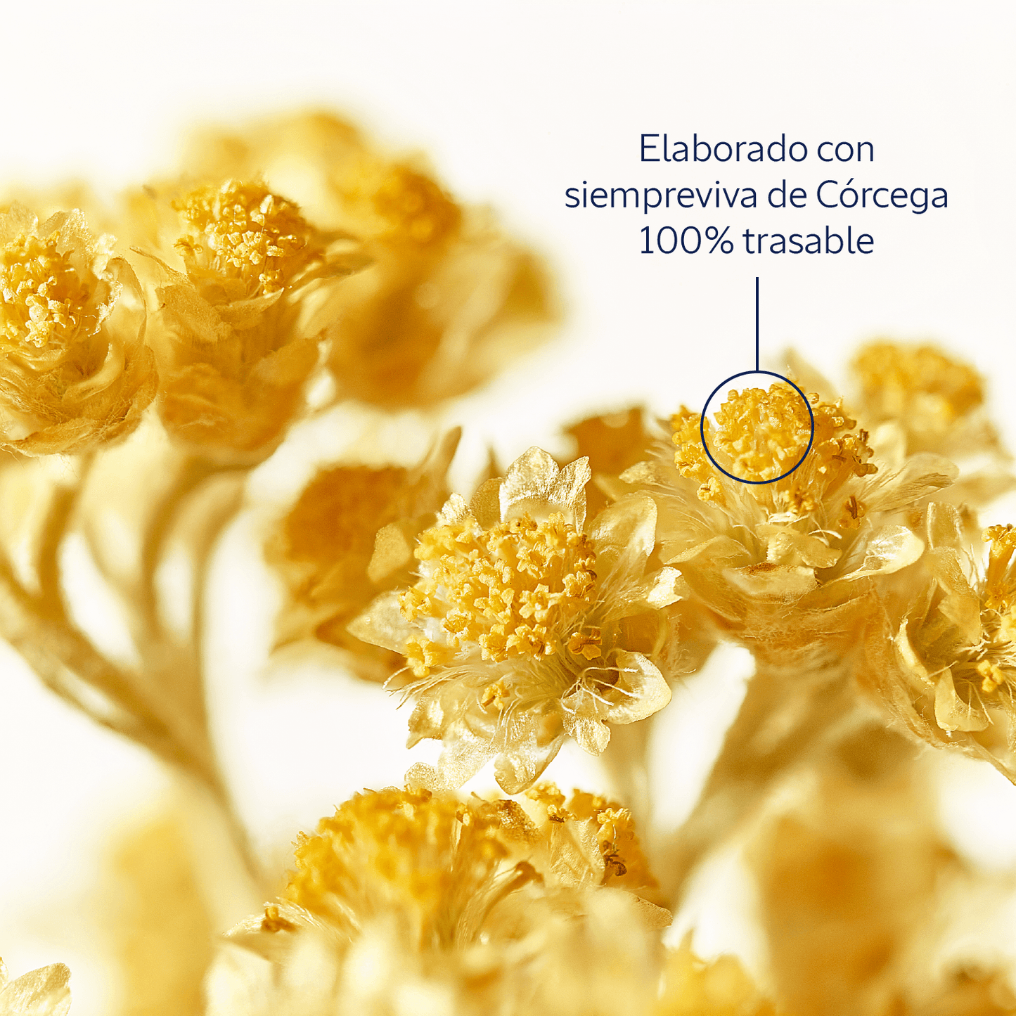 Crema antiedad hidratante Immortelle Divina