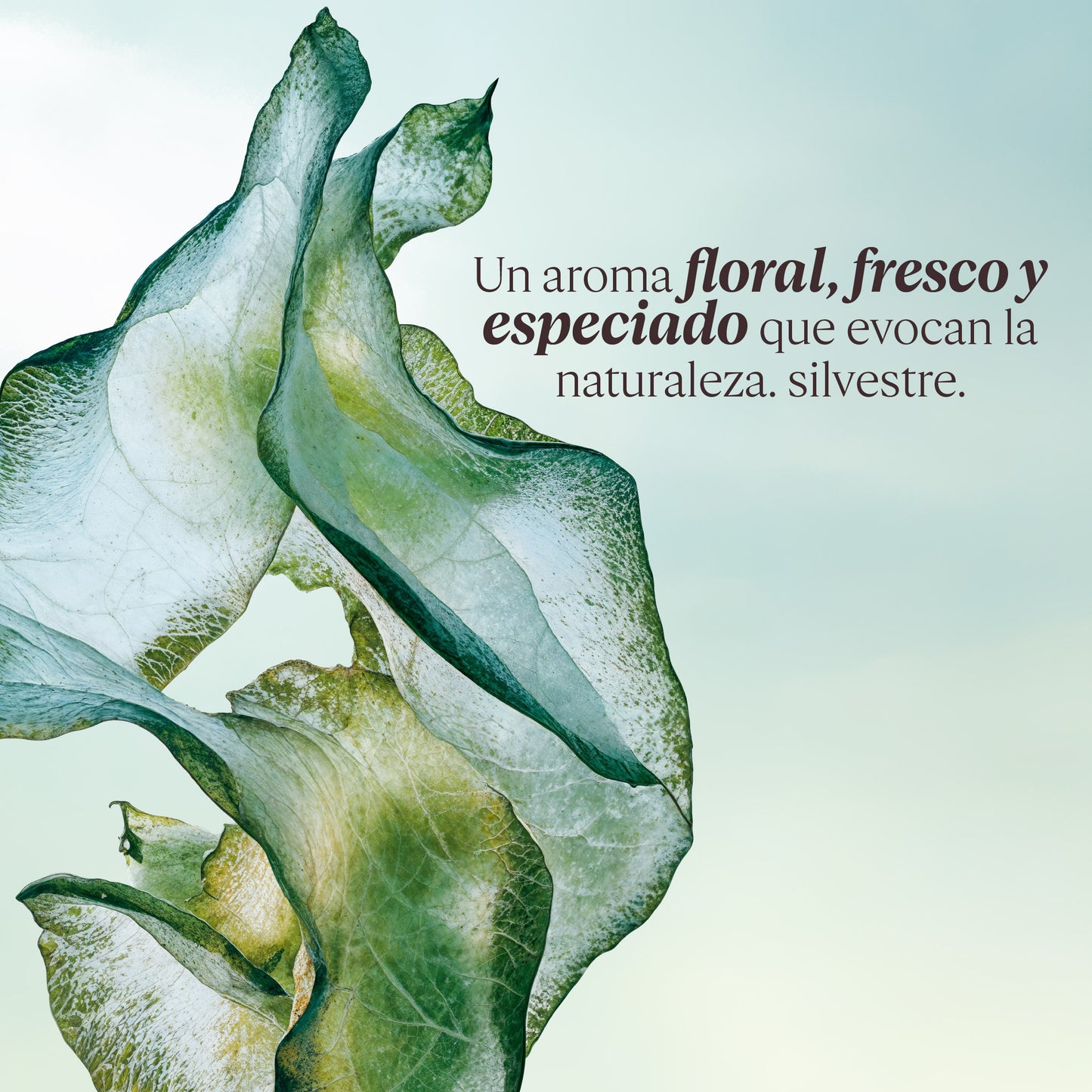 Leche Corporal Ortie Blanche (Antes Herbae) 250ml