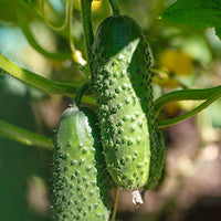 Cucumber Featured Ingredient - L'Occitane