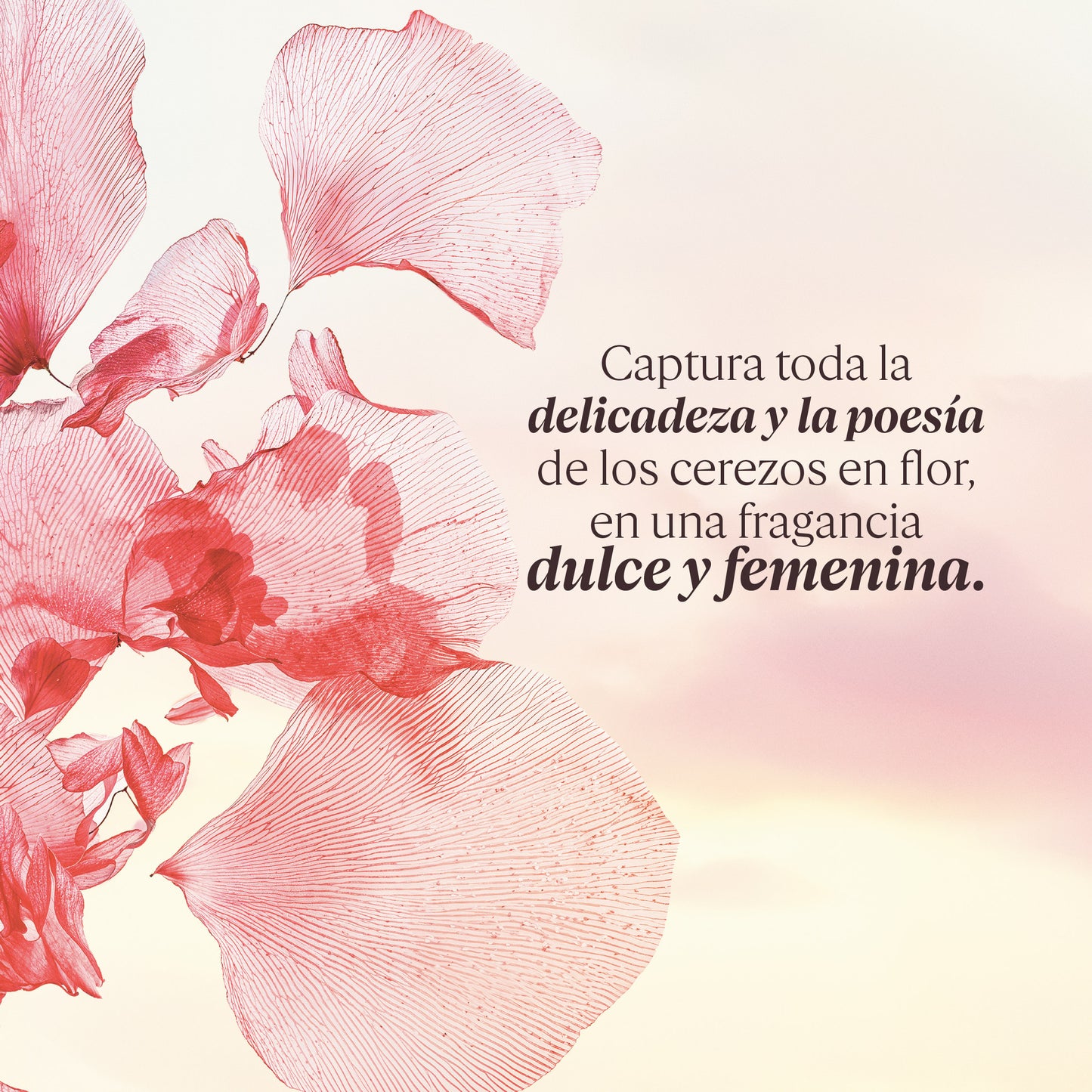 Gel de Ducha Fleurs de Cerisier (Antes Flor de Cerezo) 250ml