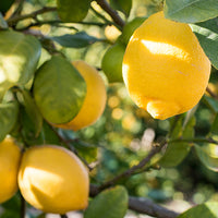Lemon_2 Featured Ingredient - L'Occitane
