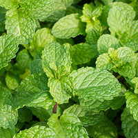 Refreshing_Agents_Mint Featured Ingredient - L'Occitane
