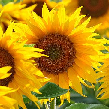 Featured Ingredient - L'Occitane