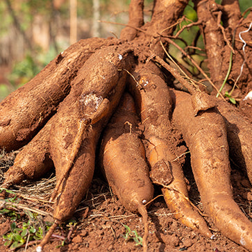  Featured Ingredient - L'Occitane