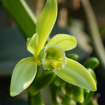  Featured Ingredient - L'Occitane