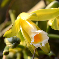 White_Orchid Featured Ingredient - L'Occitane